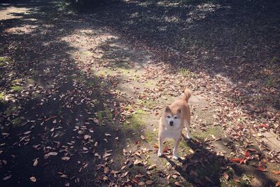 High angle view of dog on field