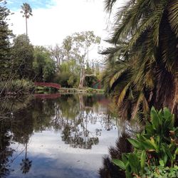 Reflection of trees in lake