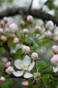 Close-up of pink flowering plant