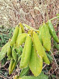 Close-up of fresh green plant