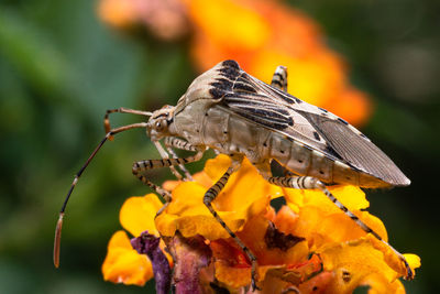 Close-up of butterfly pollinating on flower