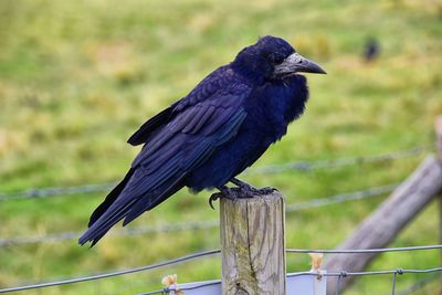 Rook guardian bird of stonehenge, corvus frugilegus, corvidae member, passerine order. england