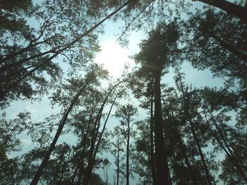 Low angle view of trees in forest