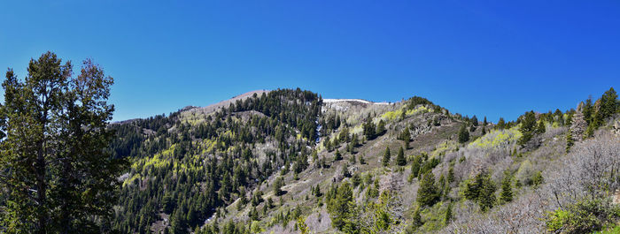 Panoramic shot of trees against clear blue sky