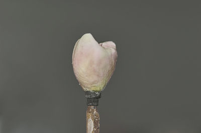 Close-up of ice cream against black background