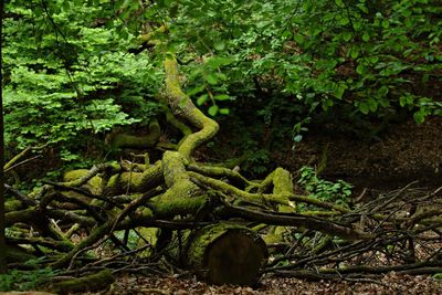 Close-up of lizard on tree in forest