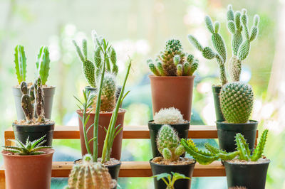 Close-up of potted plants