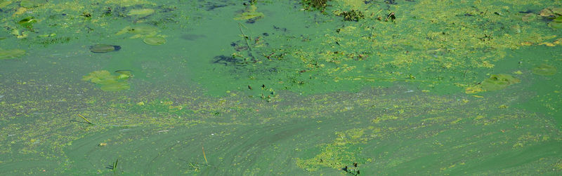 High angle view of leaf floating on lake