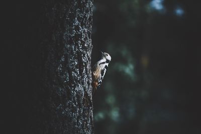 Close-up of a bird on tree trunk