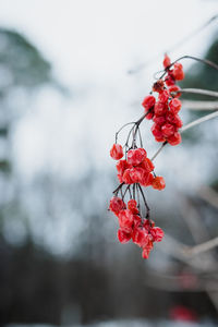 Close-up of red flowering plant