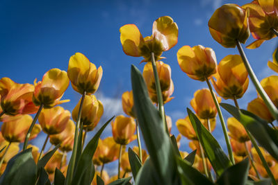 Low angle view of yellow flowering plants on field against sky