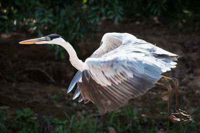 Close-up of pelican