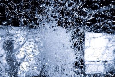 Bare trees in the dark