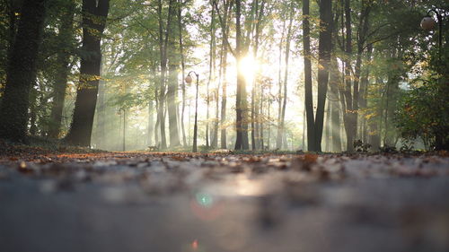 Trees in forest