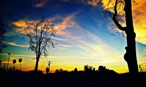 Silhouette of trees at sunset