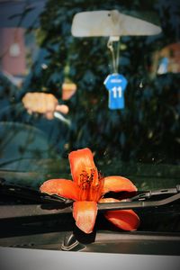 Close-up of orange lily on car windshield