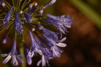 Close-up of flowers