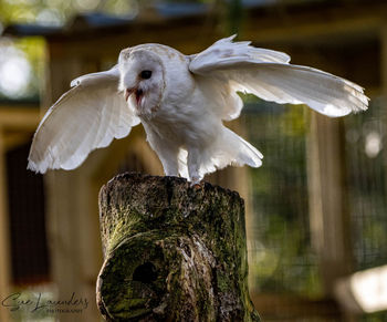Close-up of seagull flying over wooden post