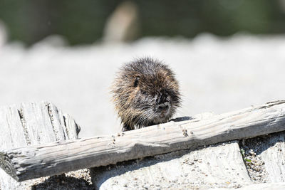 Close-up of an animal on snow