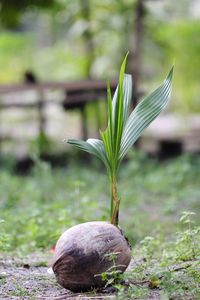Close-up of plant growing on field
