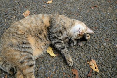 Cat relaxing on bed