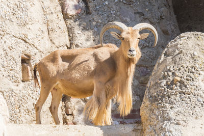 Close-up of deer on rock