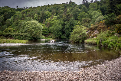 Scenic view of river amidst trees in forest
