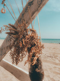 Dead tree on beach against clear sky