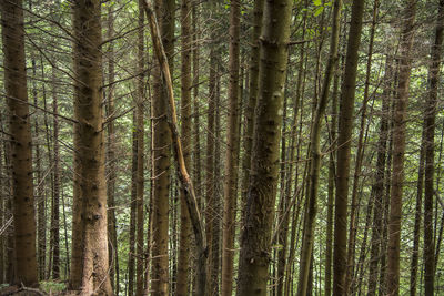 Pine trees in forest