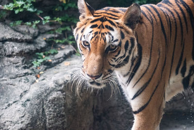 Portrait of tiger in zoo