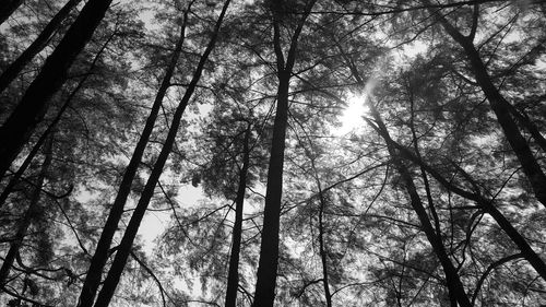 Low angle view of trees against sky