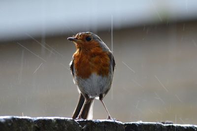 Close-up of bird perching