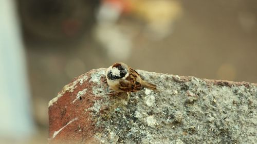 Close-up of lizard