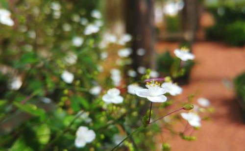 Close-up of flowers blooming outdoors