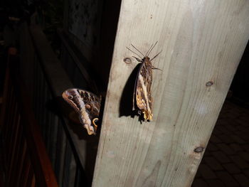 Close-up of butterflies on wood