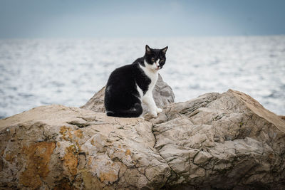 Cat sitting on rock
