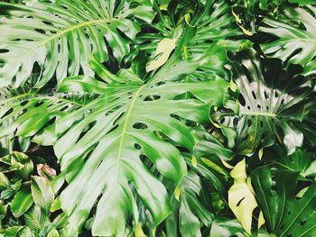 Full frame shot of fresh green leaves