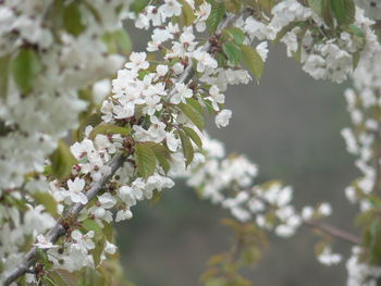 Close-up of white cherry blossoms in spring