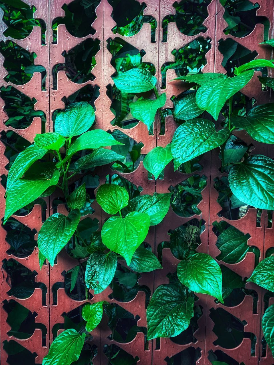 CLOSE-UP OF CREEPER PLANT GROWING ON WALL