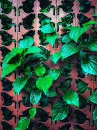 Close-up of ivy growing on wall