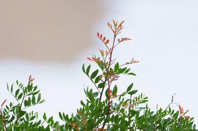 Close-up of flowering plant against clear sky