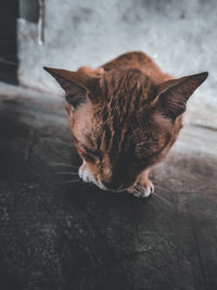 High angle view of tabby cat