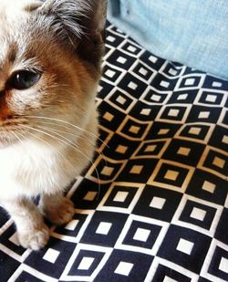 Close-up of cat looking at camera