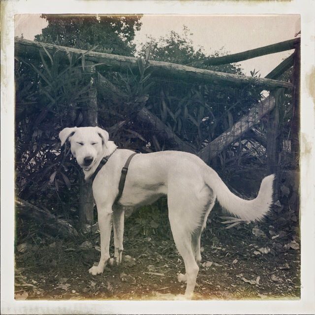 animal themes, transfer print, domestic animals, mammal, auto post production filter, one animal, field, standing, grass, livestock, full length, pets, dog, two animals, fence, portrait, looking at camera, nature, day, outdoors