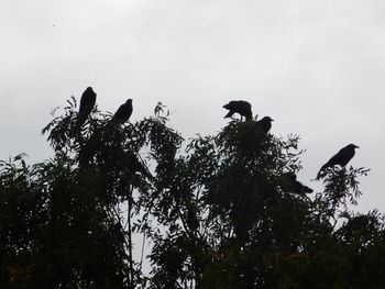 Low angle view of birds perching on tree