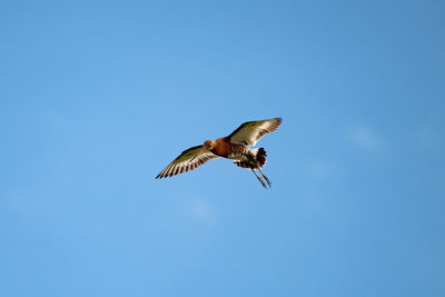 Low angle view of eagle flying in sky