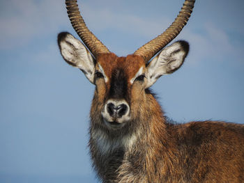 Portrait of waterbuck