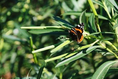 Close-up of insect on plant