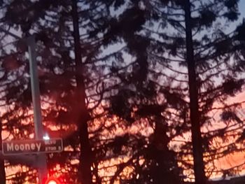 Low angle view of pine trees in forest
