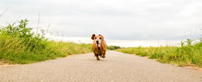 View of dog on road